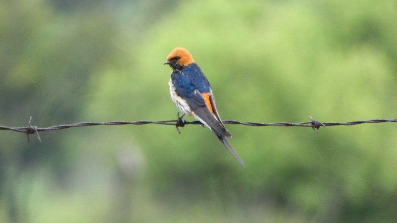 Rotkappenschwalbe Matobo.jpg